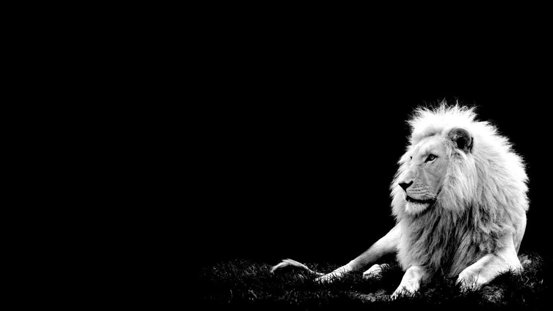 White Lion with Black Background Landscape Free Wallpaper