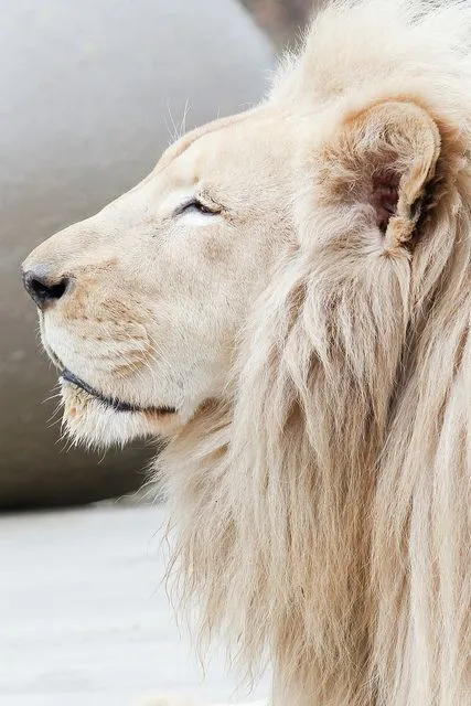 White Lion in Jungle Rare and Majestic Big Cat Photography