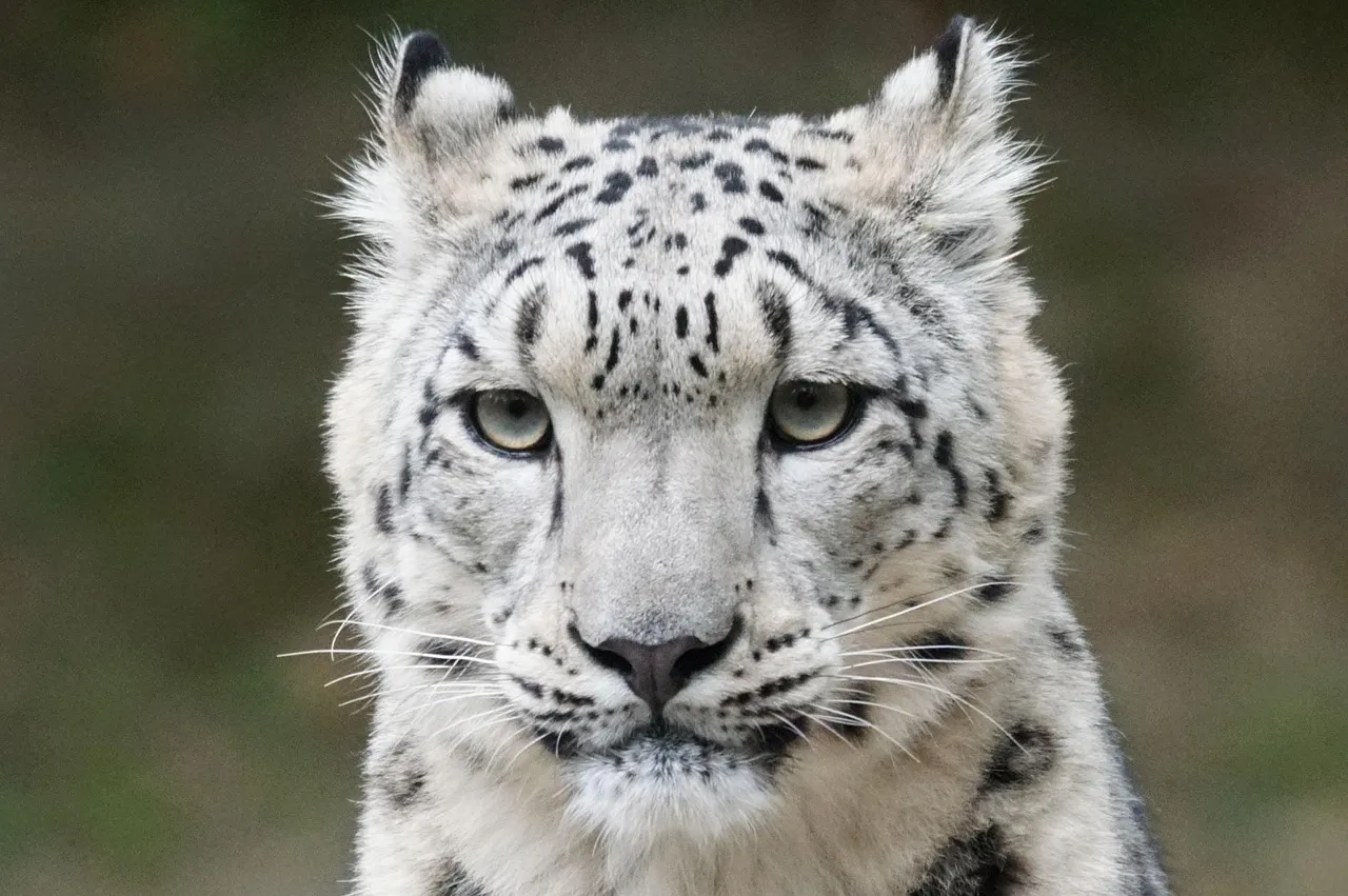 White Snow Leopard Portrait with Blue Eyes HD Wallpaper
