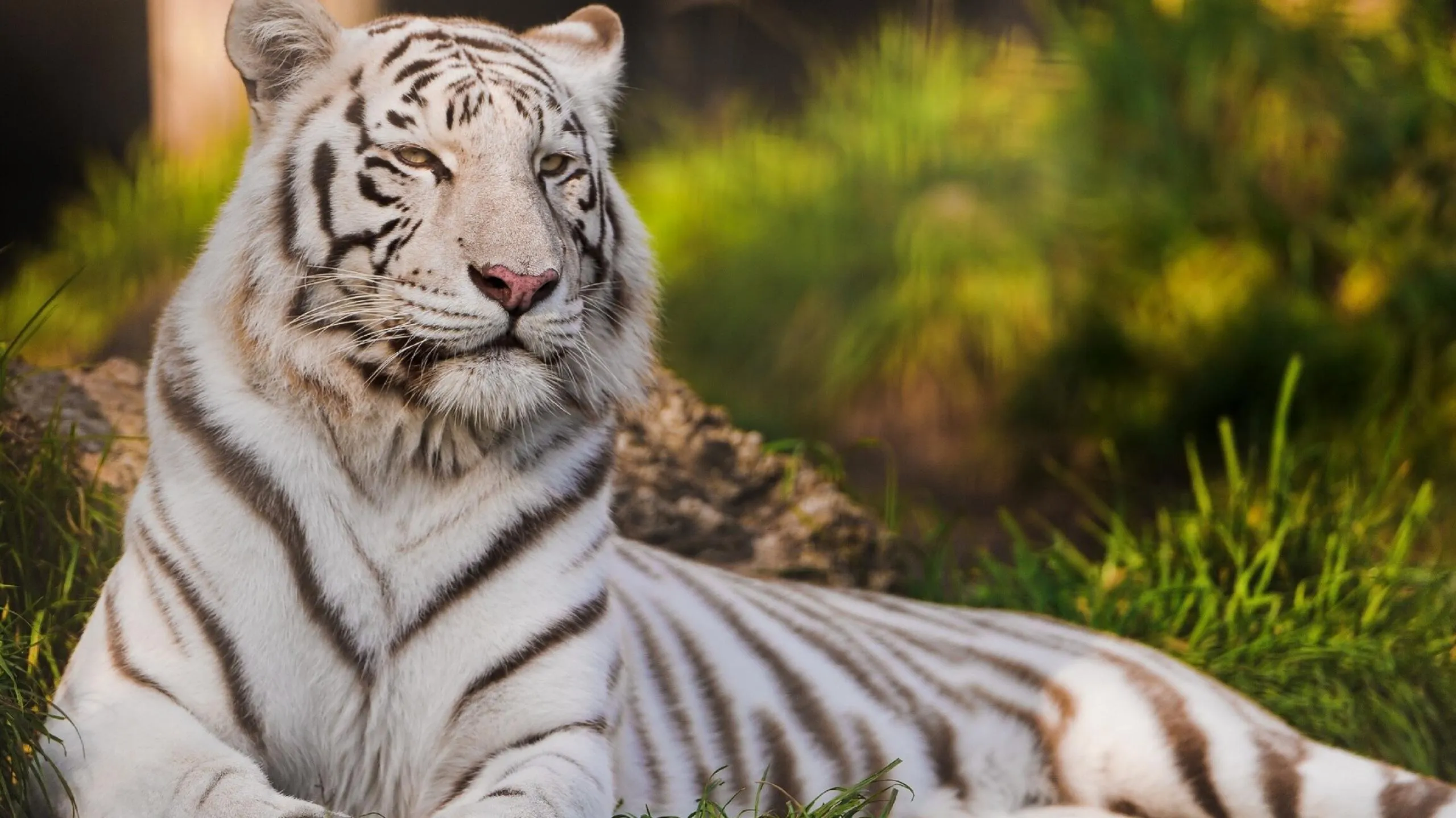 White Tiger Landscape HD Wallpaper Wildlife Photography