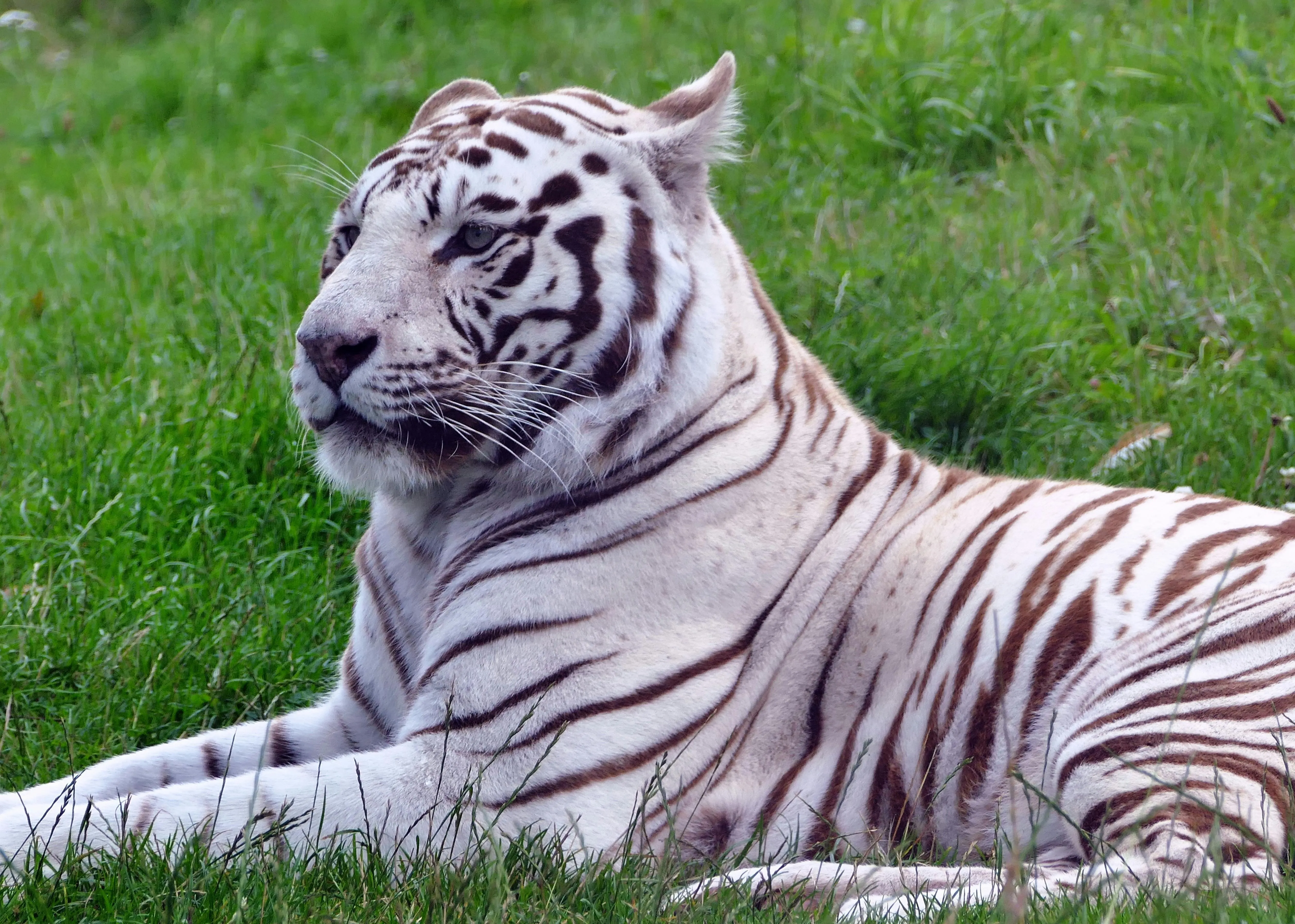 White Tiger With Brown Shadow Wildlife Photography In Hd