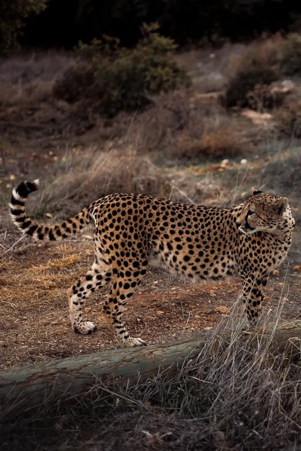 Wild Cheetah Walking Slowly Through the Dry Grassy Plain