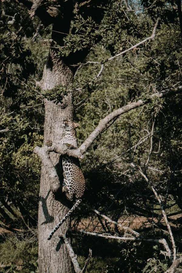 Wild Leopard Climbing Tall Tree in the Bright Sunlight