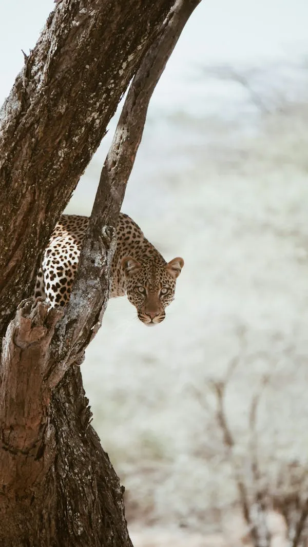 Wild Leopard Climbing Tree and Looking Back with Curiosity