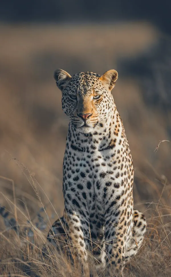 Wild Leopard Gazing Into the Distance in Golden Soft Light
