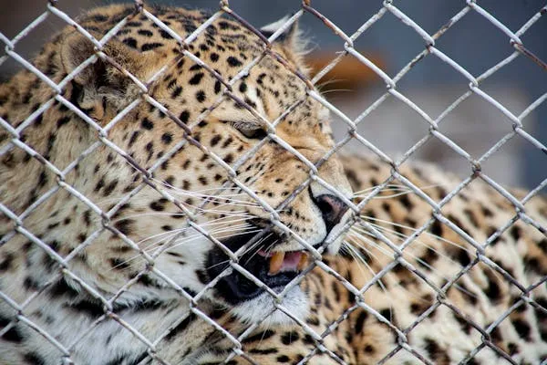 Wild Leopard Growling Fiercely Behind Metal Wire Mesh