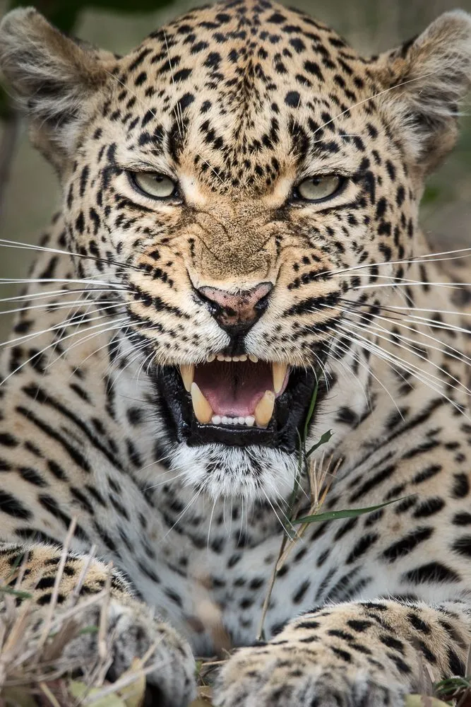 Wild Leopard Growling Fiercely While Sitting in the Jungle