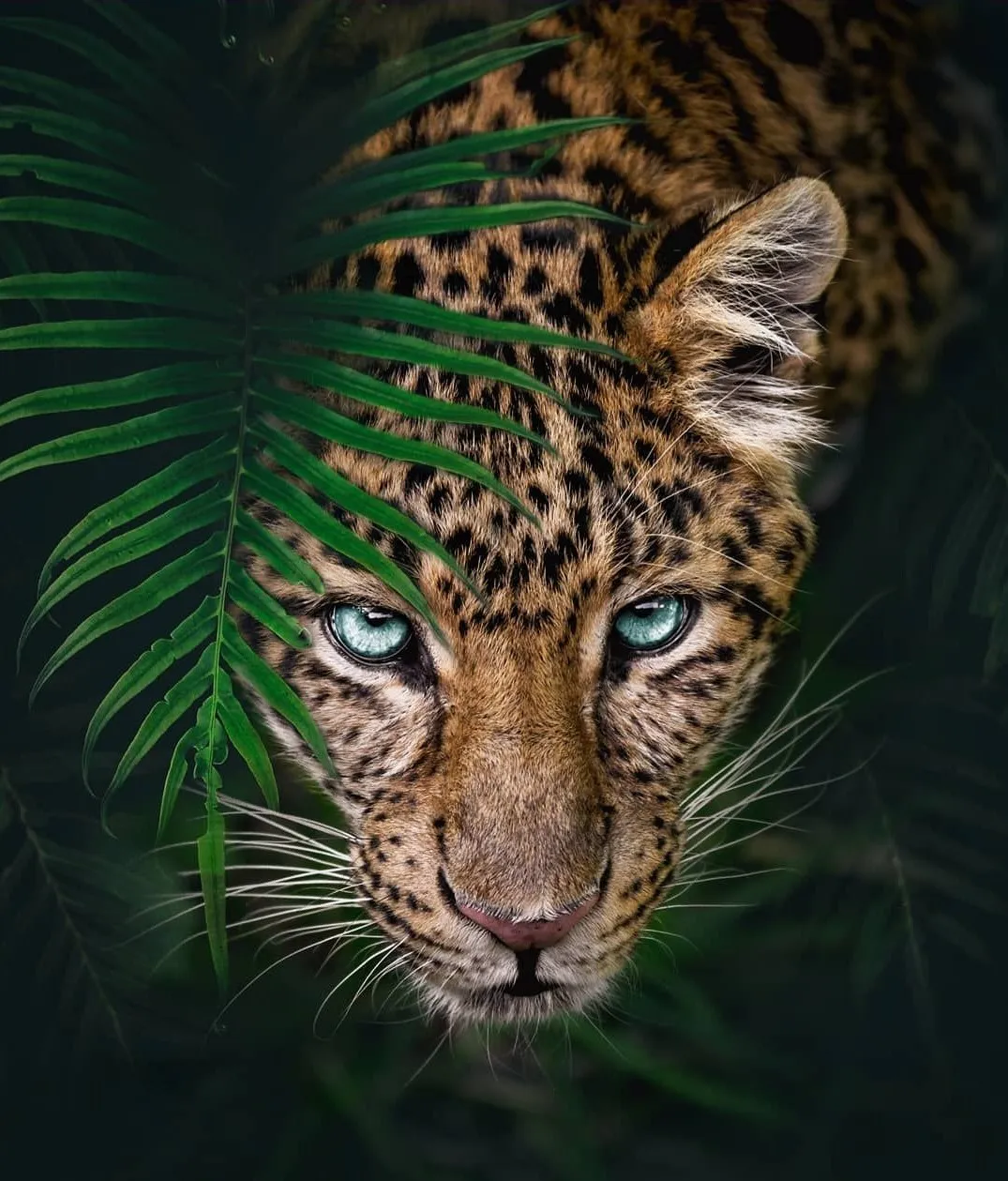 Wild Leopard Hiding Behind Jungle Leaves with Focused Gaze