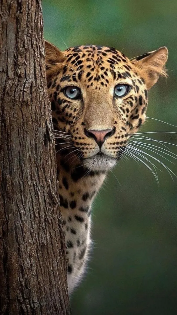 Wild Leopard Hiding Behind Tree with Cautious Expression