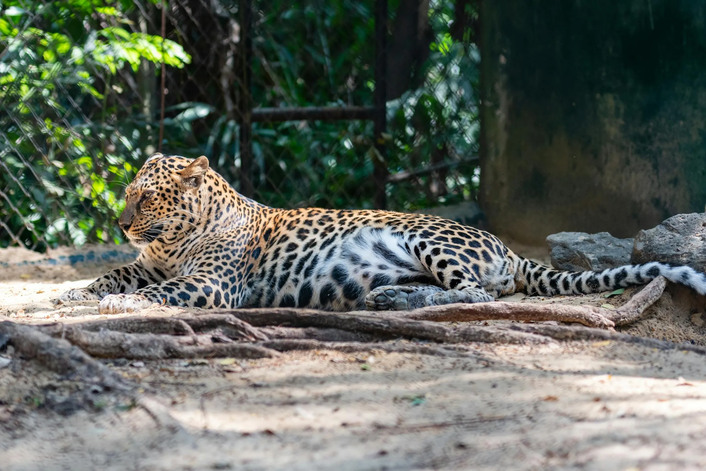 Wild Leopard Lying on the Ground in Zoo Free Wallpaper