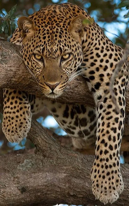 Wild Leopard Lying on Tree Branch and Looking Sharply
