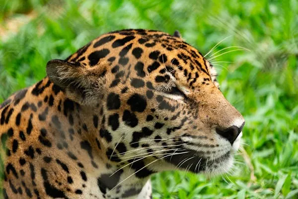 Wild Leopard Relaxing Calmly in Bright Green Grassy Area