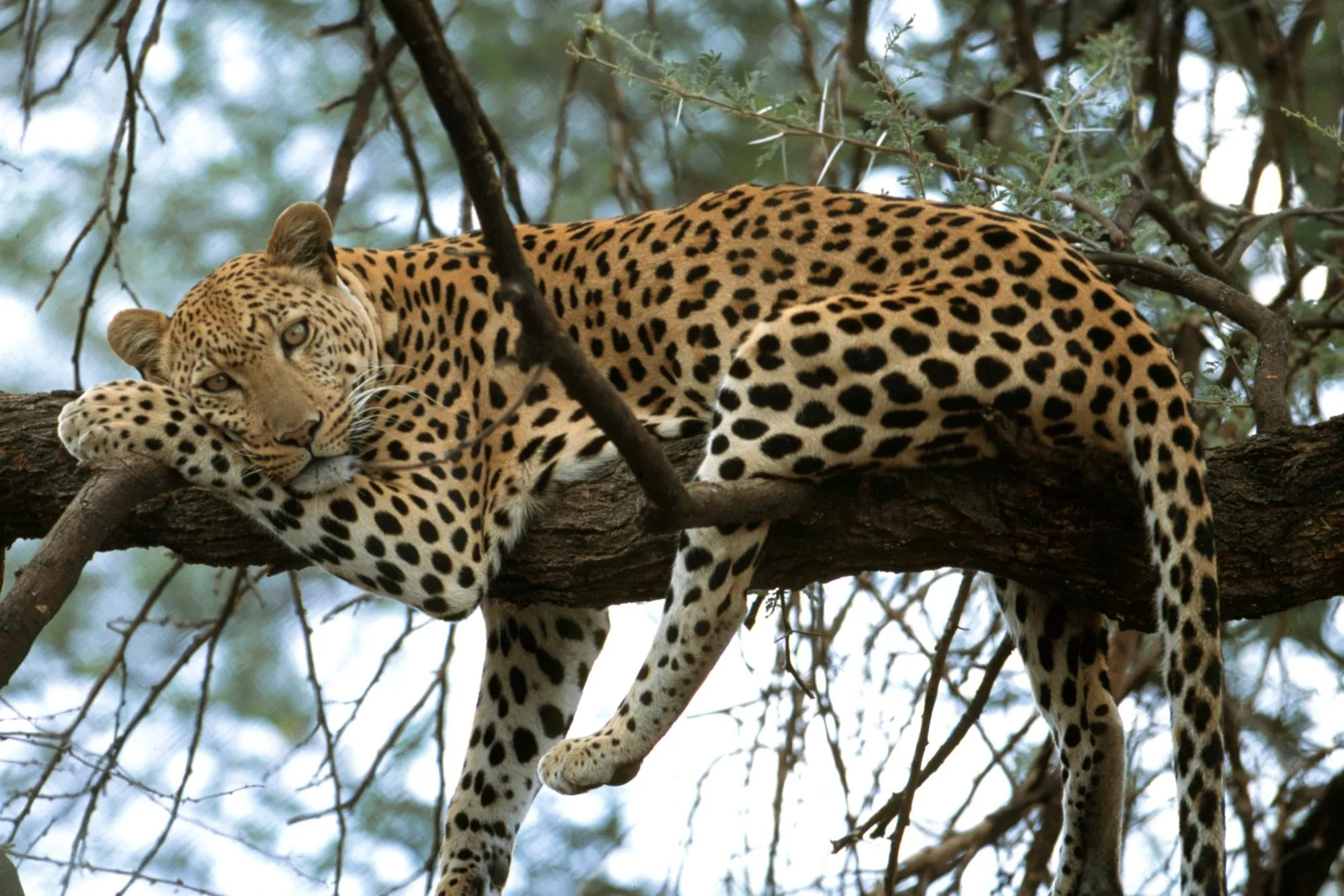 Wild Leopard Relaxing on Tree Branch with an Intense Gaze
