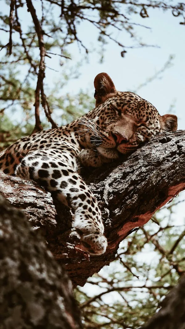 Wild Leopard Resting on High Tree Branch Peacefully