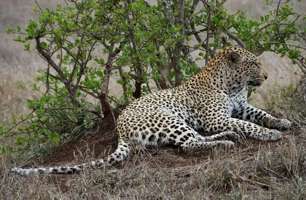 Wild Leopard Resting Under Shade Among Short Green Bushes