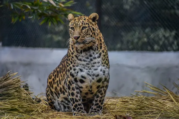 Wild Leopard Sitting Alert in Tall Grass and Watching Calmly