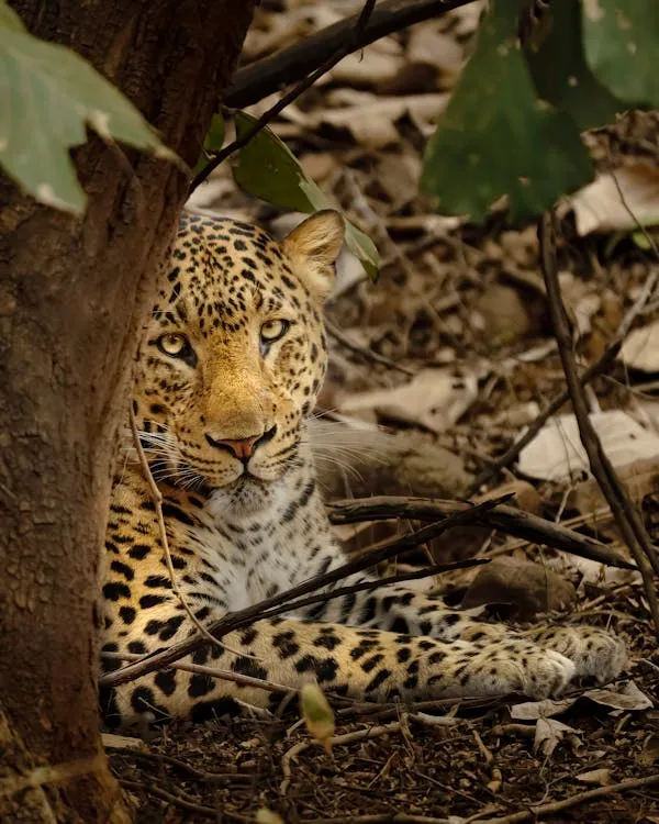 Wild Leopard Sitting Peacefully Under the Shade of Tree