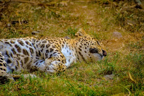 Wild Leopard Sleeping Peacefully on Dry Grass Free Wallpaper