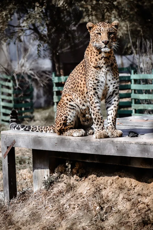 Wild Leopard Standing on Wooden Zoo Platform HD Wallpaper
