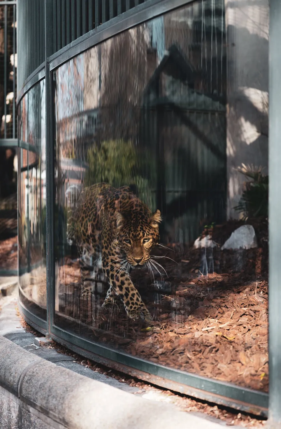 Wild Leopard Walking Behind Glass Enclosure at the Zoo