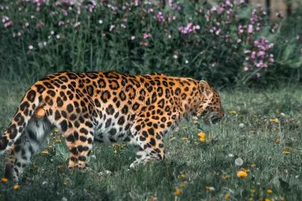 Wild Leopard Walking Near Wildflower Wildlife Photography