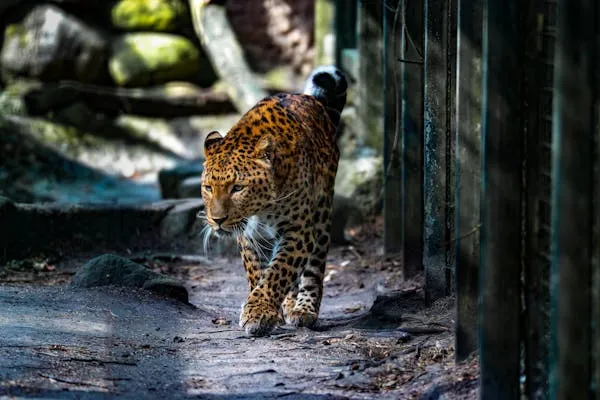 Wild Leopard Walking Slowly on Shaded Path Inside the Zoo