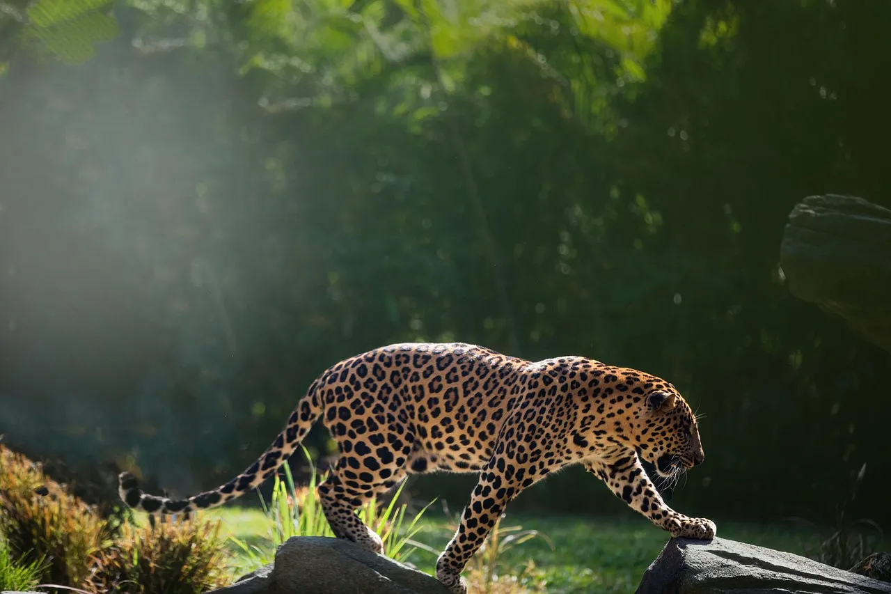 Wild Leopard Walking Slowly Through Rock in Sunny Forest