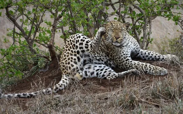 Wild Leopards Lying Closely on Small Bush Free Wallpaper