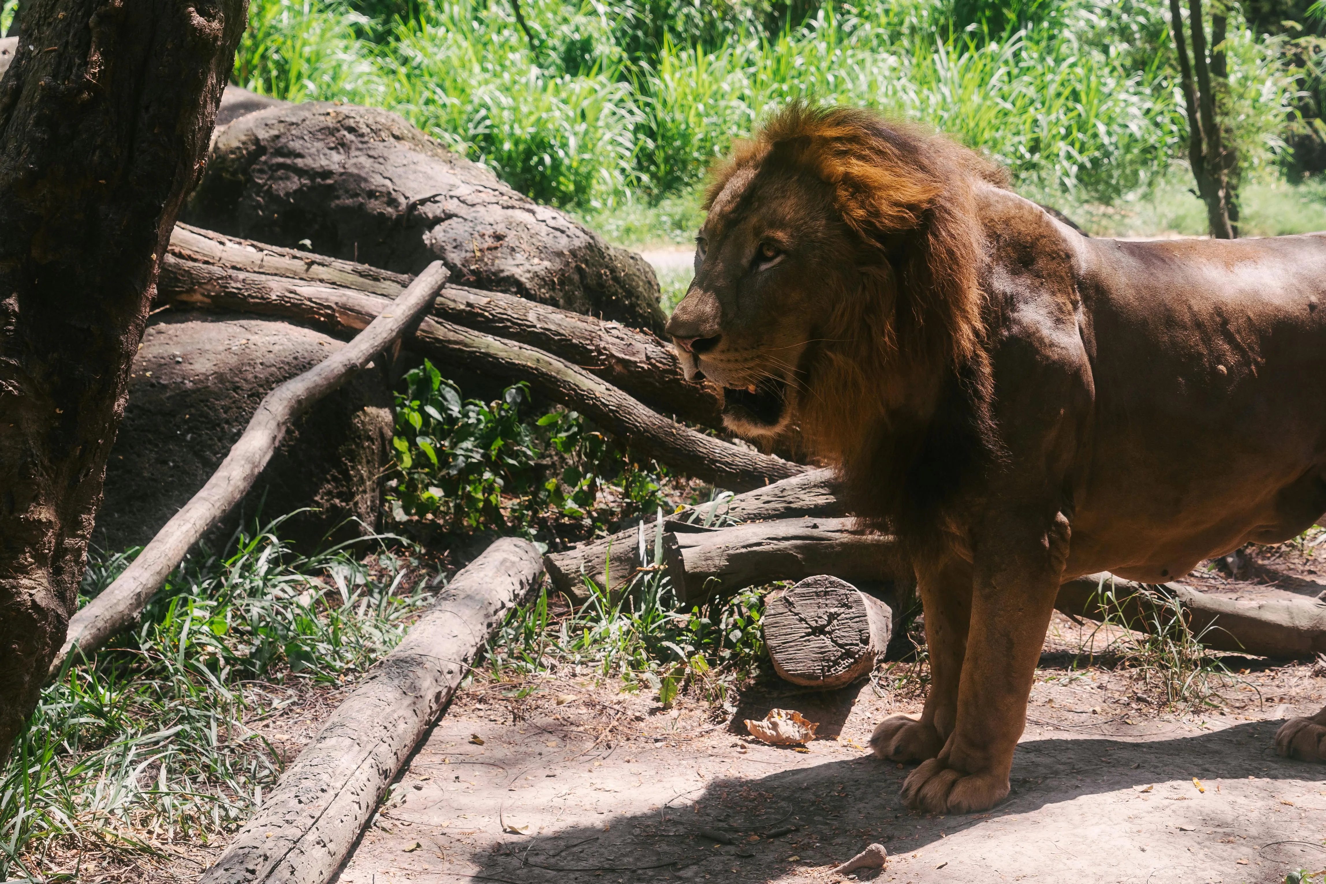 Wild Lion Side View with Roar HD Landscape HD Wallpaper