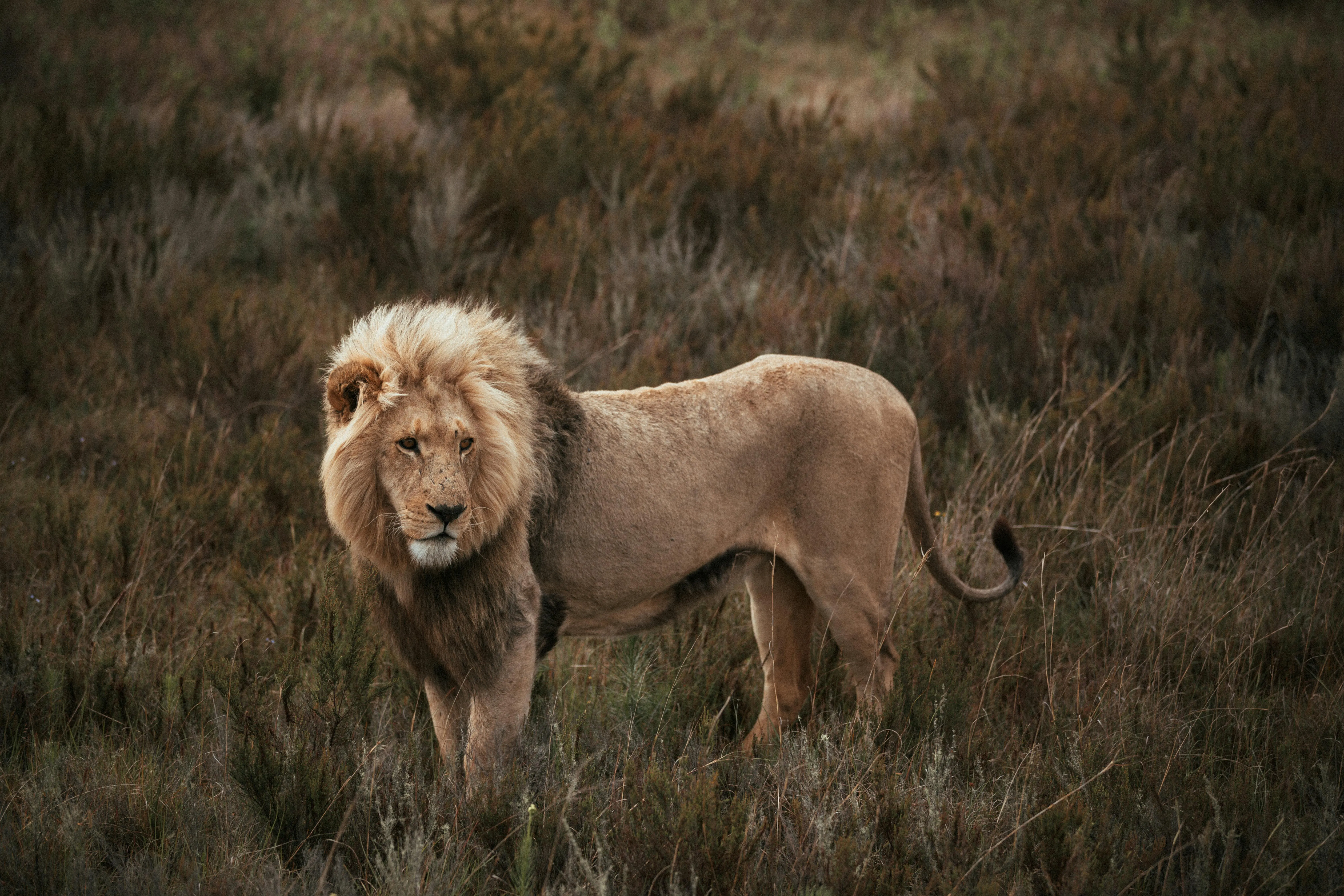 Wild Male Lion Roaming the Savannah Wildlife Scene Image