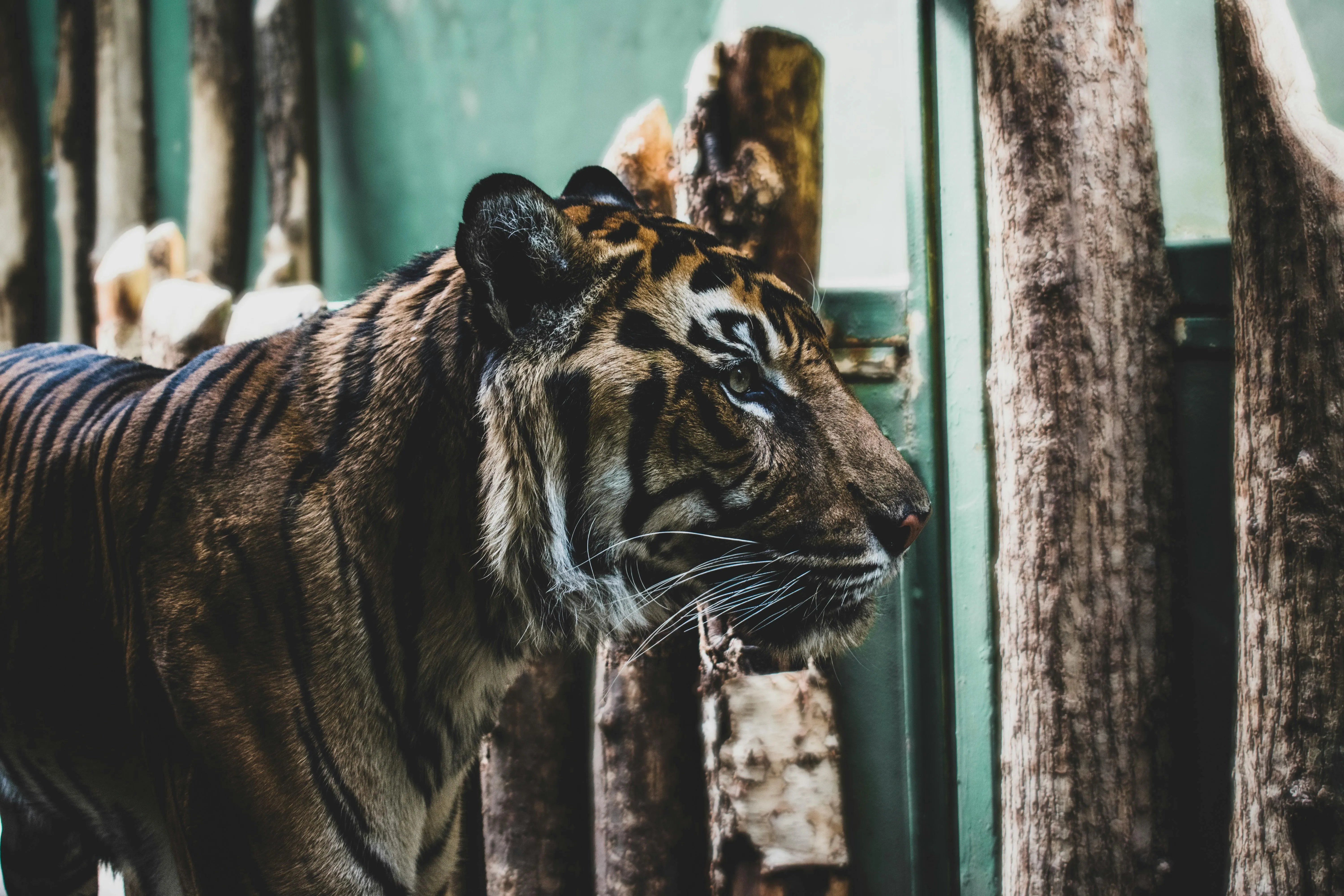 Wild Tiger Eyes Are Bold In The Jungle Desktop Wallpaper 4K