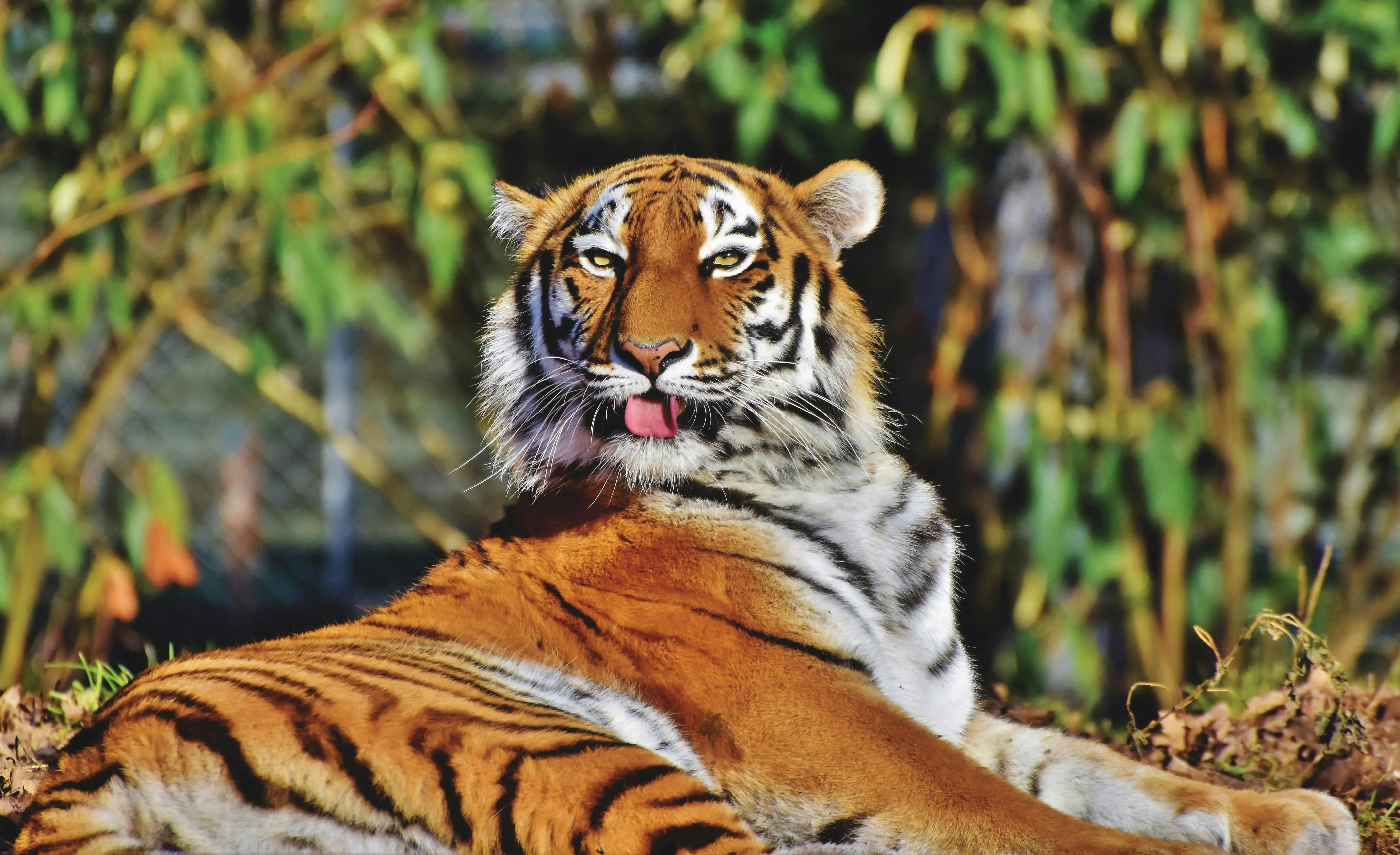 Wild Tiger Relaxing Beautiful Nature And Wildlife Images