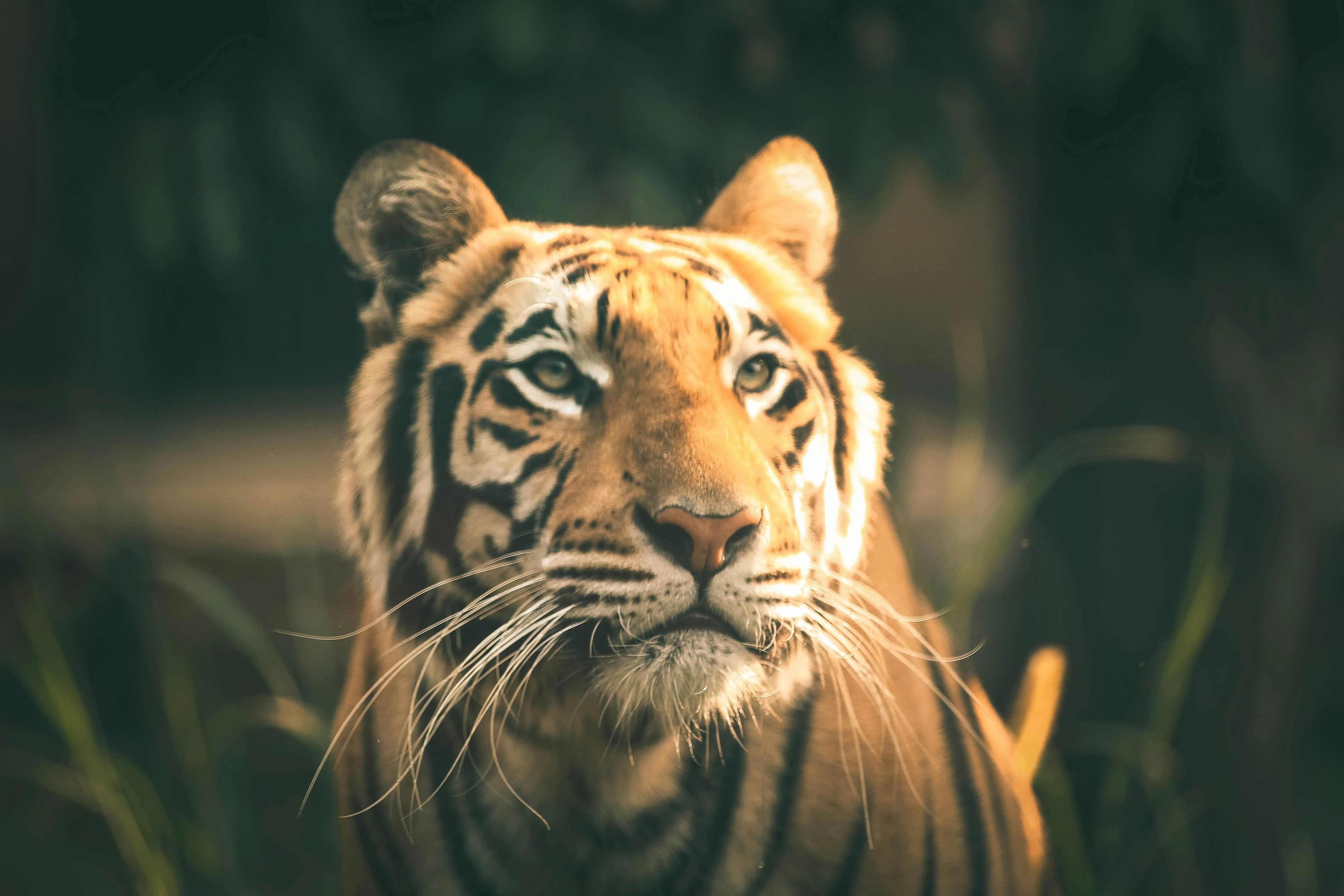 Wild Tiger With Cute Expression Hd Wallpaper Free Download