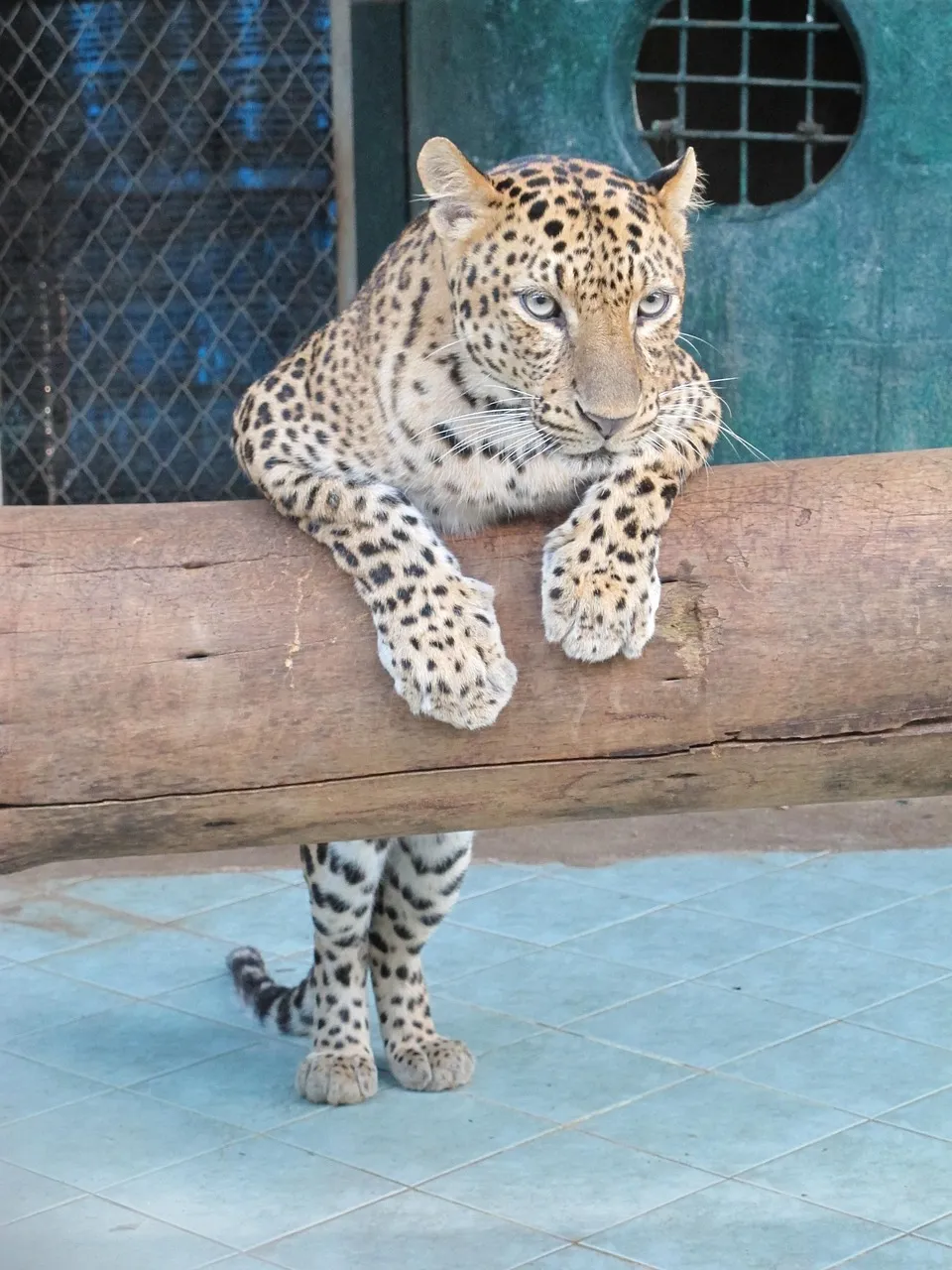 Wildlife Photography of Leopard Standing in Wood Wallpaper