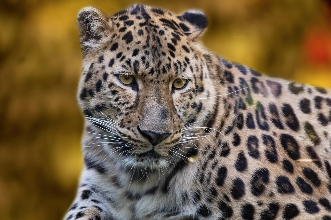 Wildlife Photography of Leopard the Wild Predator Wallpaper