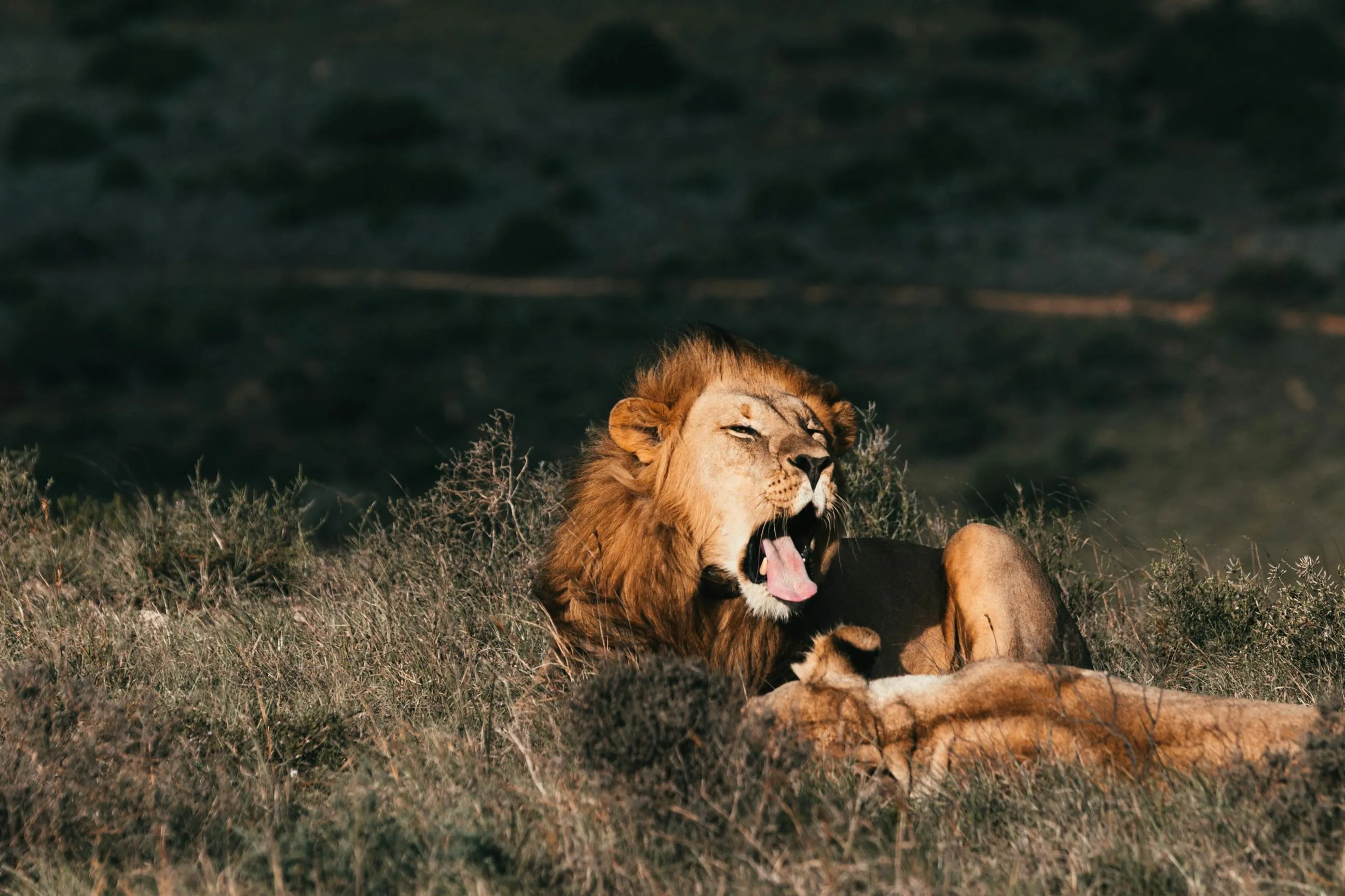 Yawning Lion Natural Habitat Wild Animal Free Wallpaper