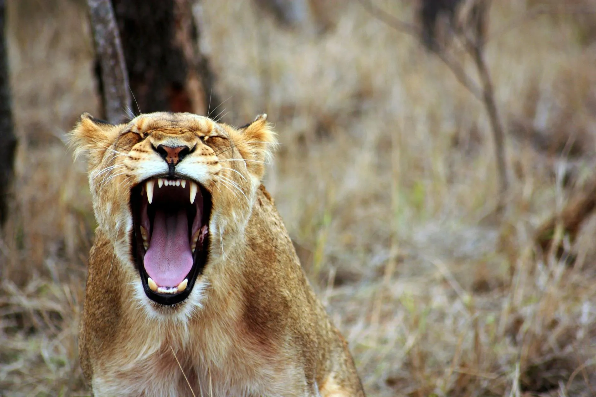 Yawning Lioness with Open Mouth Showing Sharp Teeth