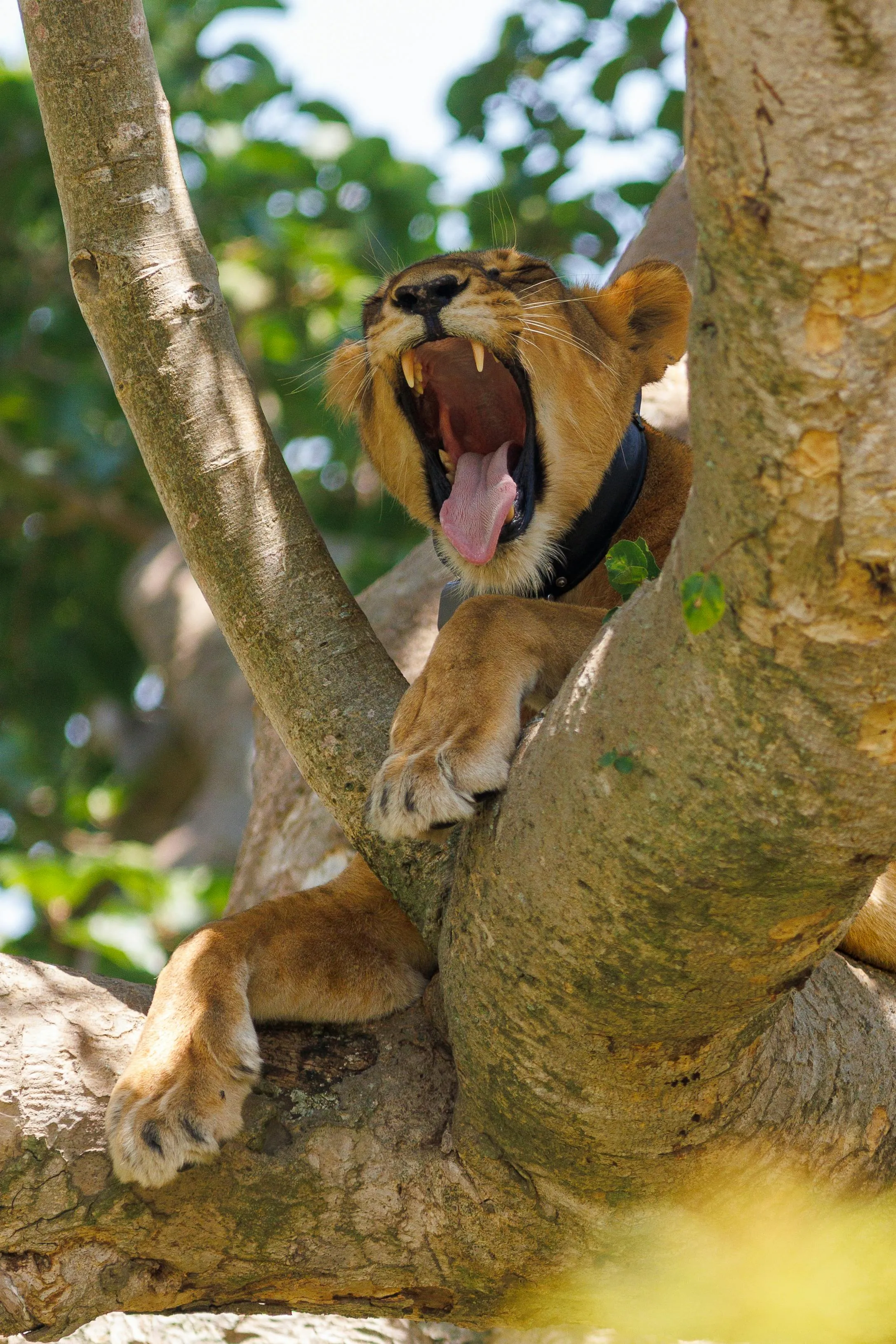 Yawning Lioness Relaxing in Tree Wildlife Safari in Africa