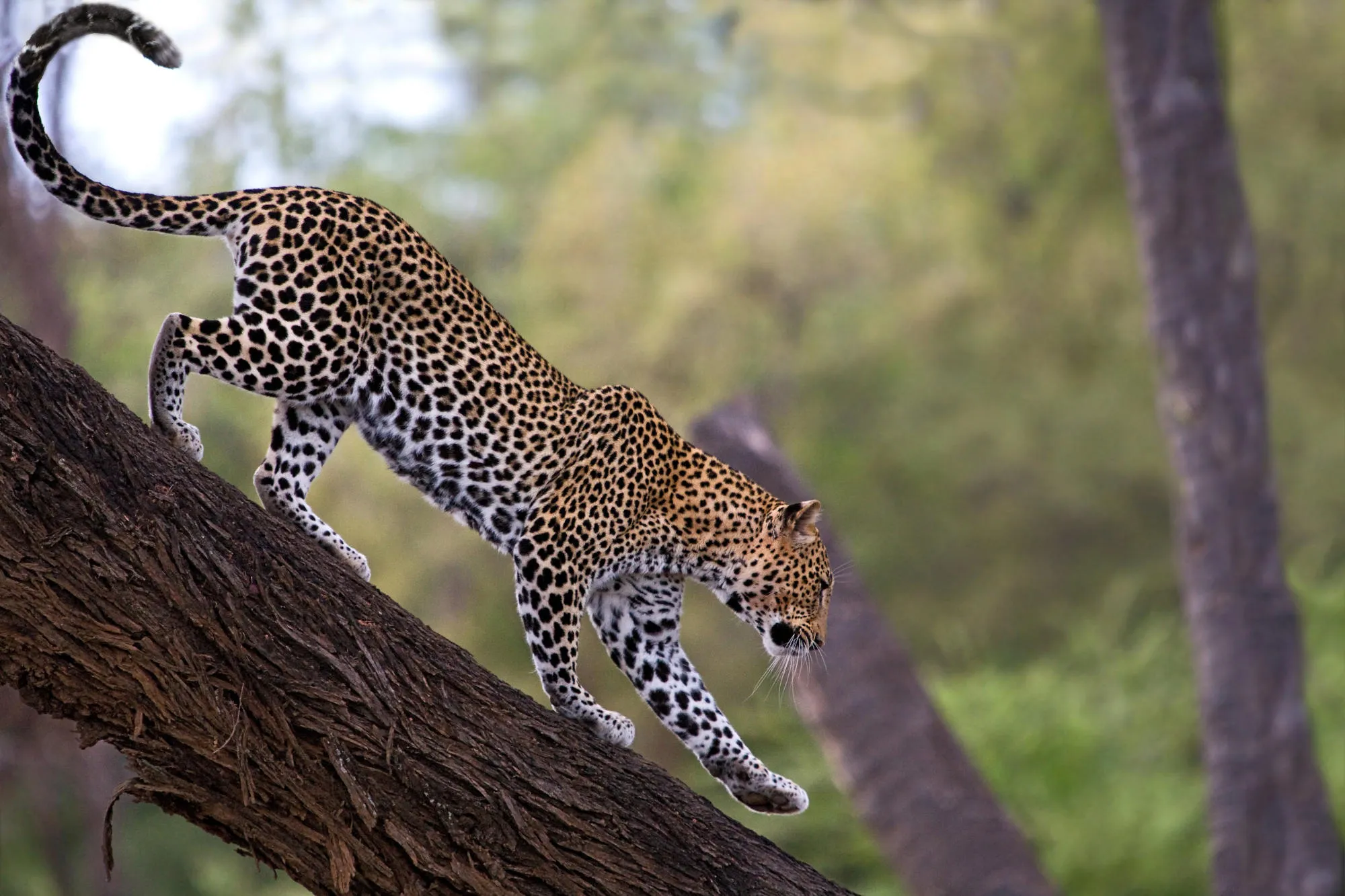 Young Leopard Climbing Downwards in the Tree HD Wallpaper
