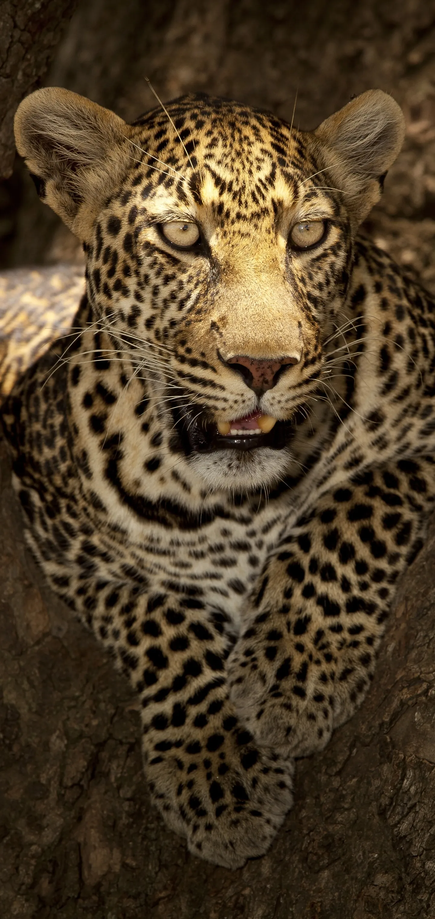 Young Leopard Climbing on the Tree Branch Free Wallpaper