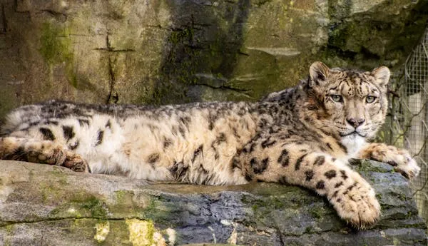 Young Leopard Comfortably Lying on Warm Rocky Surface