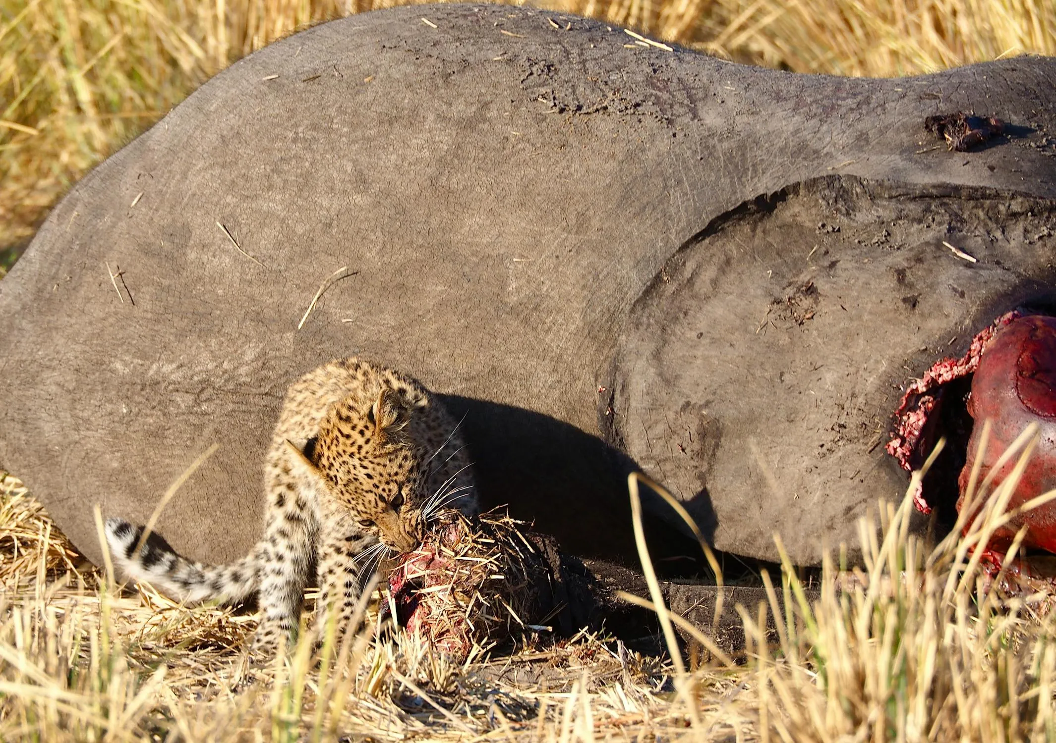 Young Leopard Eating Big Size Raw Meat Desktop Wallpaper