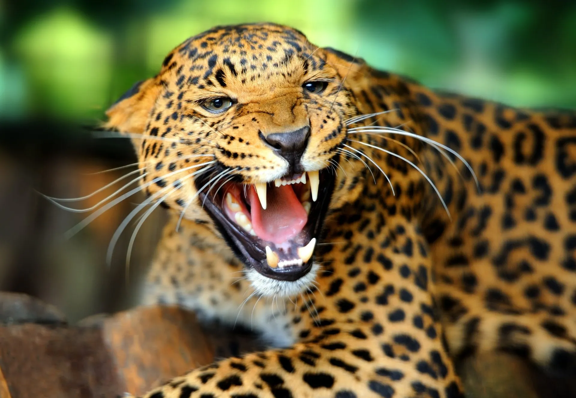 Young Leopard Growling with an Angry Face Desktop Wallpaper