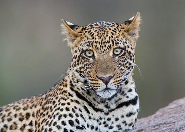 Young Leopard Looking Alert While Resting on Rocky Ledge