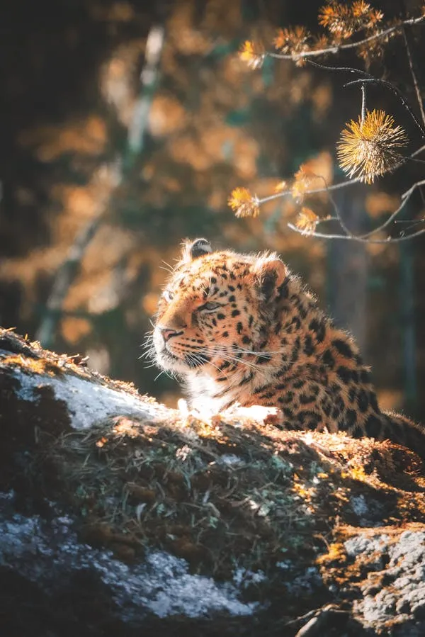 Young Leopard Looking in Golden Sunlight Behind the Rock