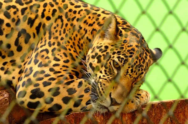 Young Leopard Lying on the Cage AreIn Zoo Free Wallpaper