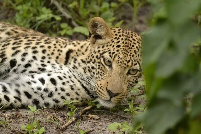 Young Leopard Lying in Green Forest with Alert Reaction
