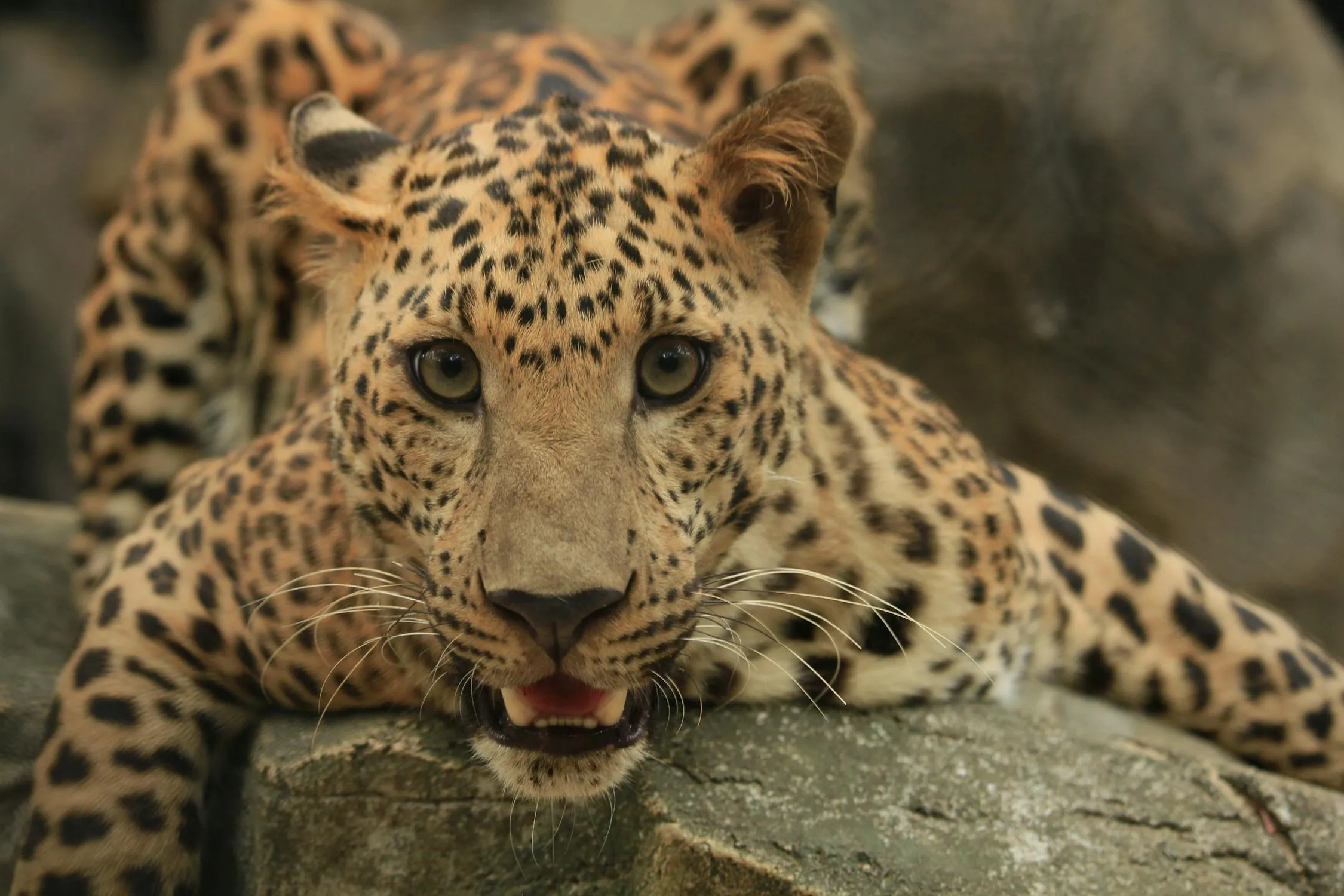 Young Leopard Lying on Rock Face Detailed View HD Picture