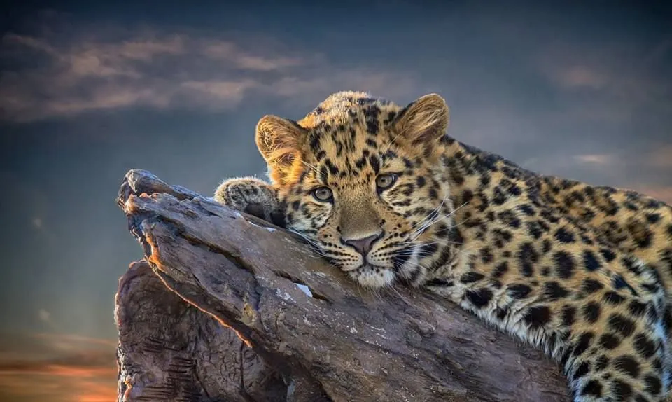 Young Leopard Lying on the Wood with Sad Face Wallpaper