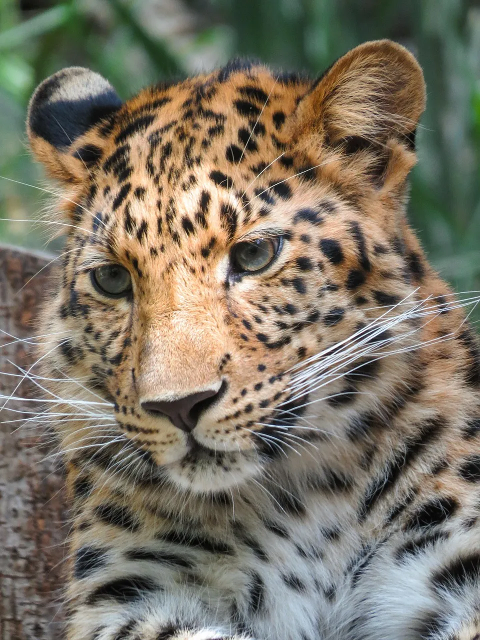 Young Leopard Portrait Close Up of Wild Beauty HD Wallpaper